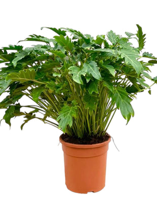 Philodendron 80cm - Tropische Kamerplant