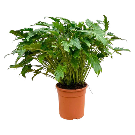 Philodendron 80cm - Tropische Kamerplant