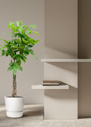 Pachira Aquatica - Kamerplant