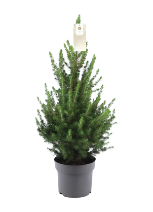 Kleine Kerstboom 70cm - Picea Glauca Conica - Echte Kerstboom