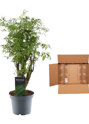 Polyscias Hawaiiana Ming - 45 cm - ø12