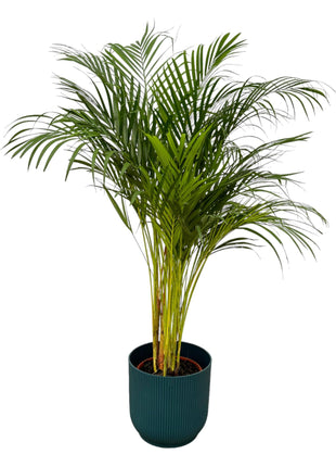 Areca Palm 130cm - Luchtzuiverende Kamerplant met Pot