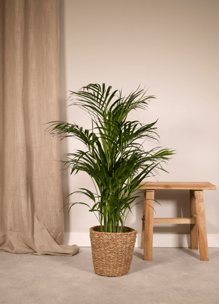 Areca palm - Ø17cm - ↕70cm