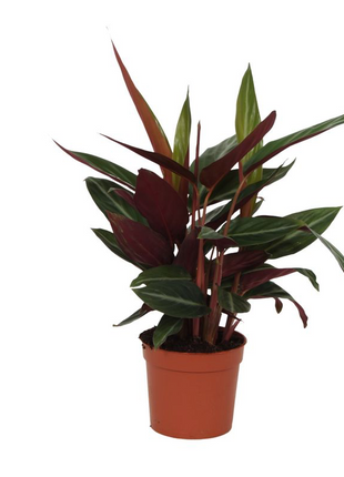 Calathea Stripestar - 40 cm - Ø12cm