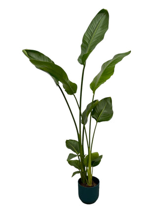 Strelitzia Nicolai inclusief elho Vibes Fold Round blauw - 100 cm - Ø18